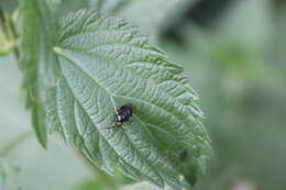 Image of red capsid bug