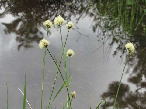 Plancia ëd Calliscirpus criniger (A. Gray) C. N. Gilmour, J. R. Starr & Naczi