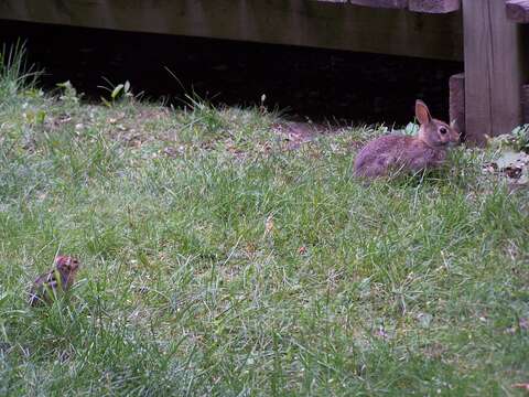 Image of eastern cottontail