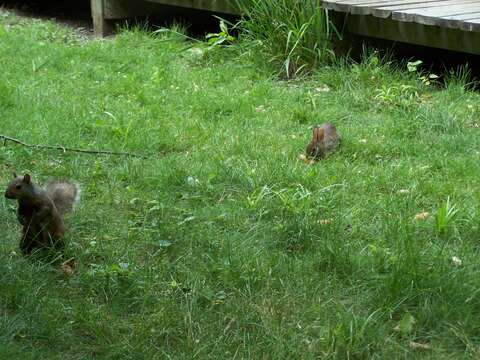 Image of eastern cottontail