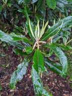 Слика од Rhododendron formosanum Hemsl.