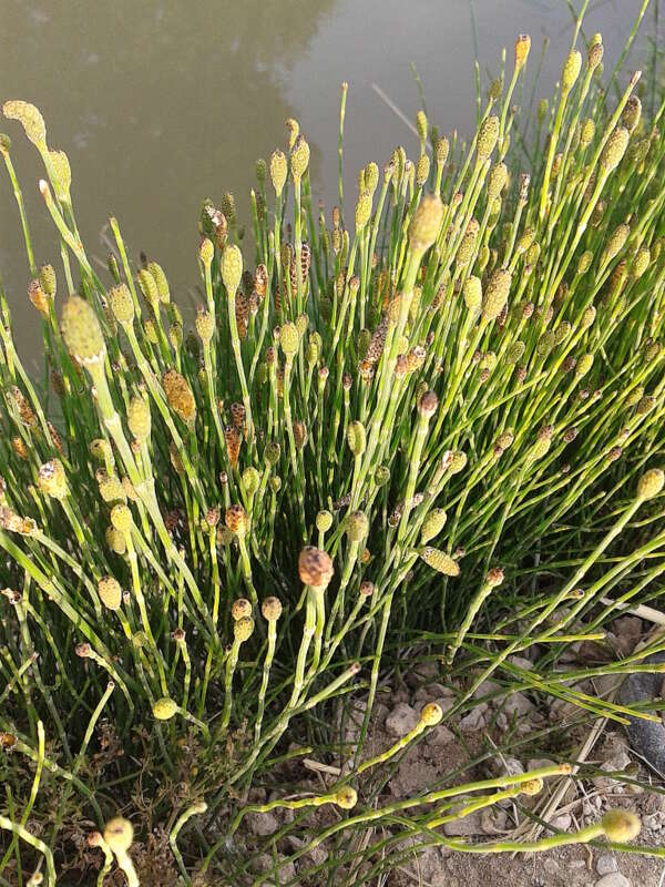 Image of variegated horsetail