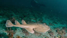 Image of Cortez Electric Ray