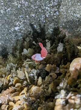 Image of deep blade shrimp