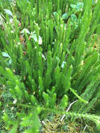 Image de Lycopodium lagopus (Laest. ex C. Hartm.) G. Zinserl. ex Kuzeneva-Prochorova