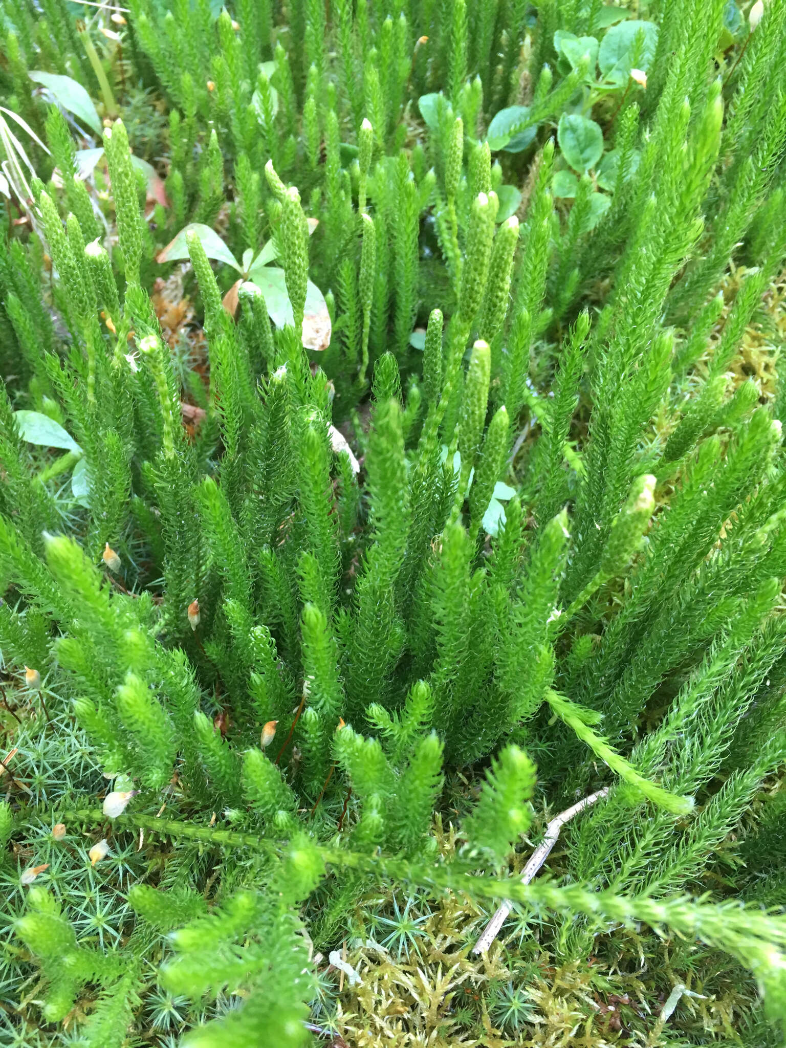 Image of one-cone clubmoss