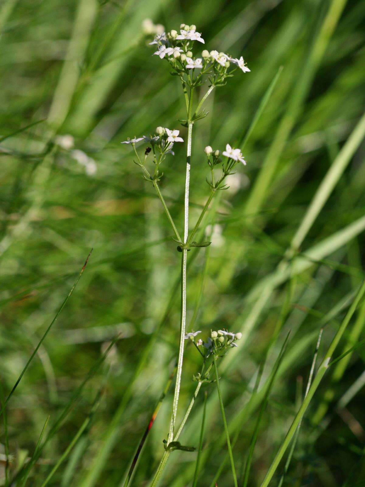 Plancia ëd Galium saxatile L.