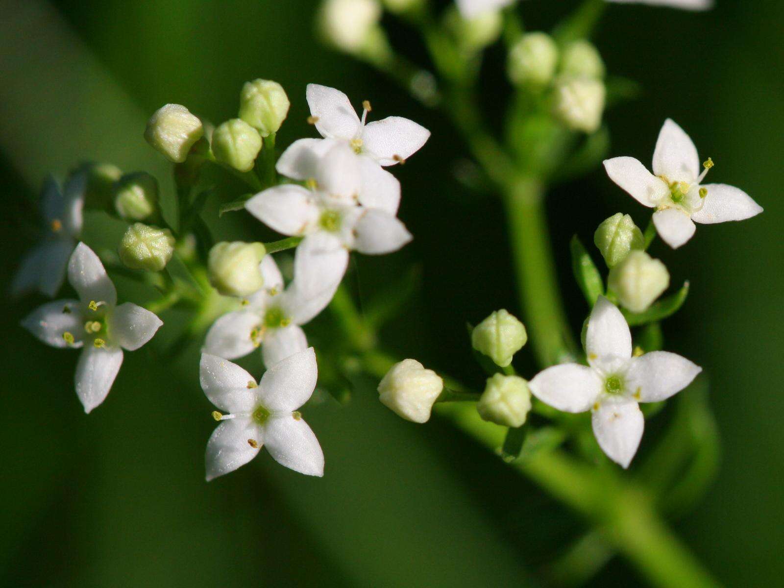 Plancia ëd Galium saxatile L.