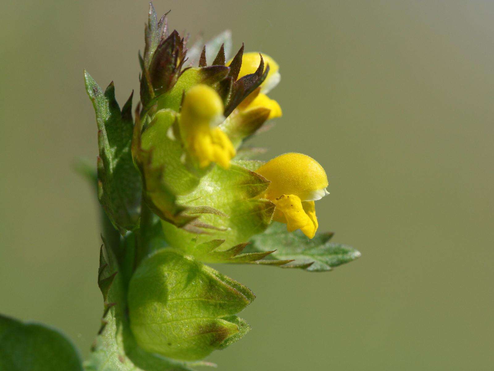 Image of Yellow rattle