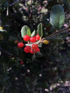 Imagem de Endotropis crocea subsp. pilosa (Trel. ex Curran) Hauenschild