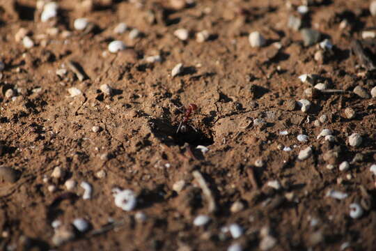 Image of Iridomyrmex purpureus (Smith 1858)