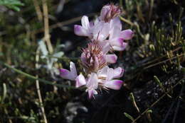 Image of Hedysarum chaiyrakanicum Kurbatski