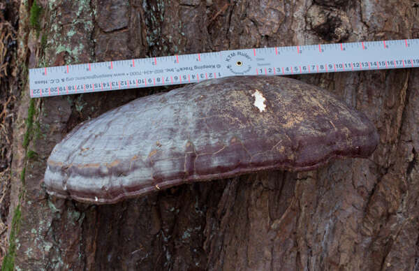 Ganoderma oregonense Murrill 1908的圖片