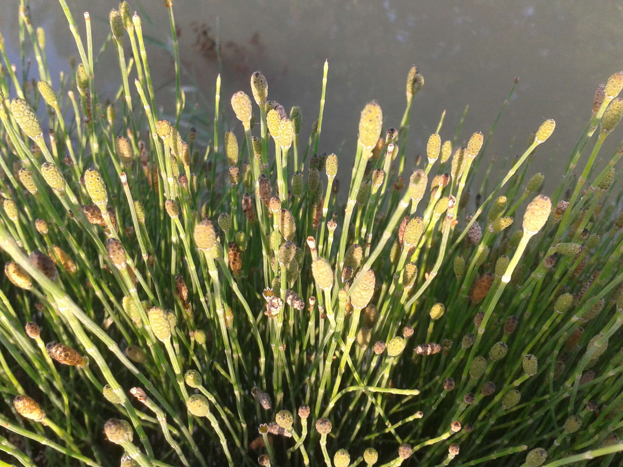 Image of variegated horsetail