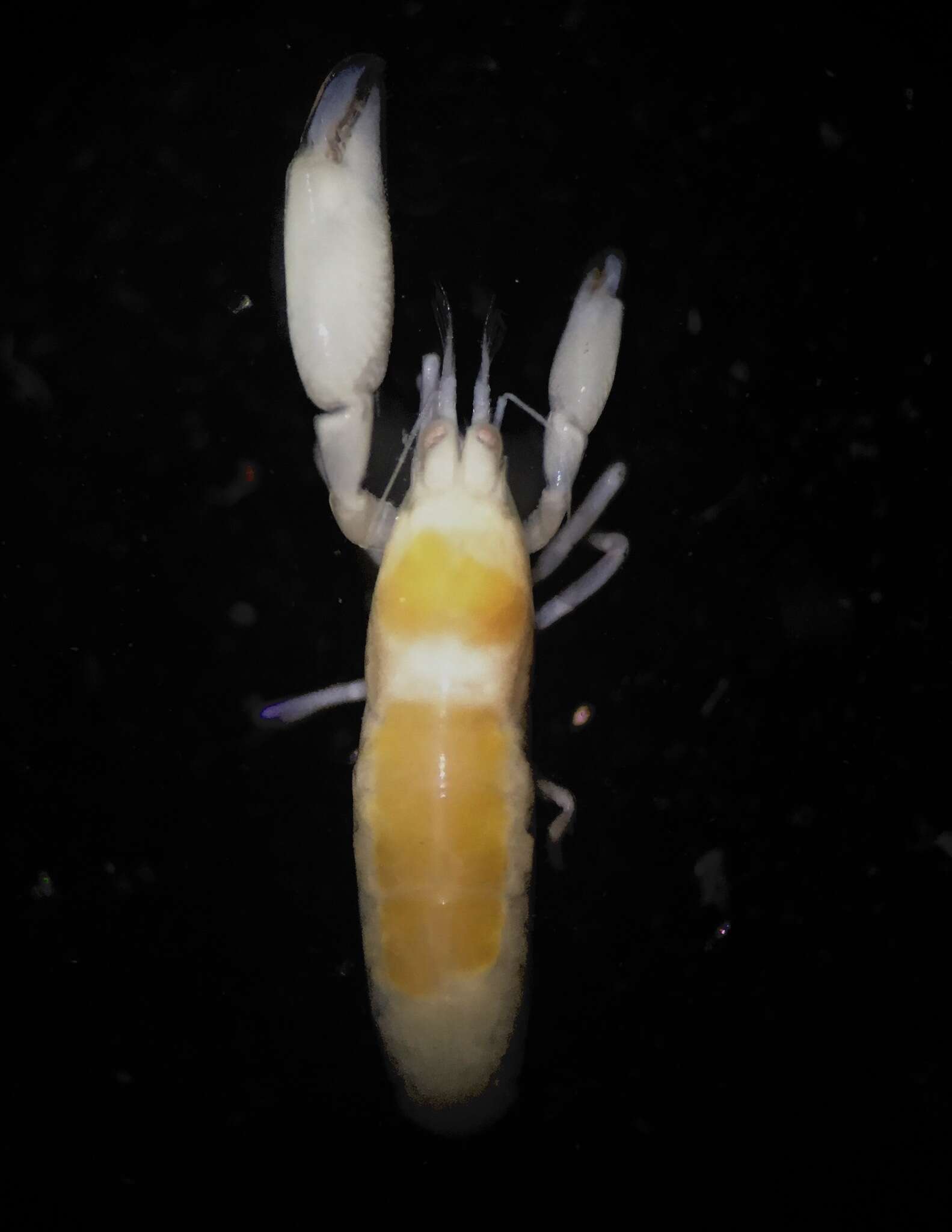 Image of Typton granulosus Ayon-Parente, Hendrickx & Galvan-Villa 2015