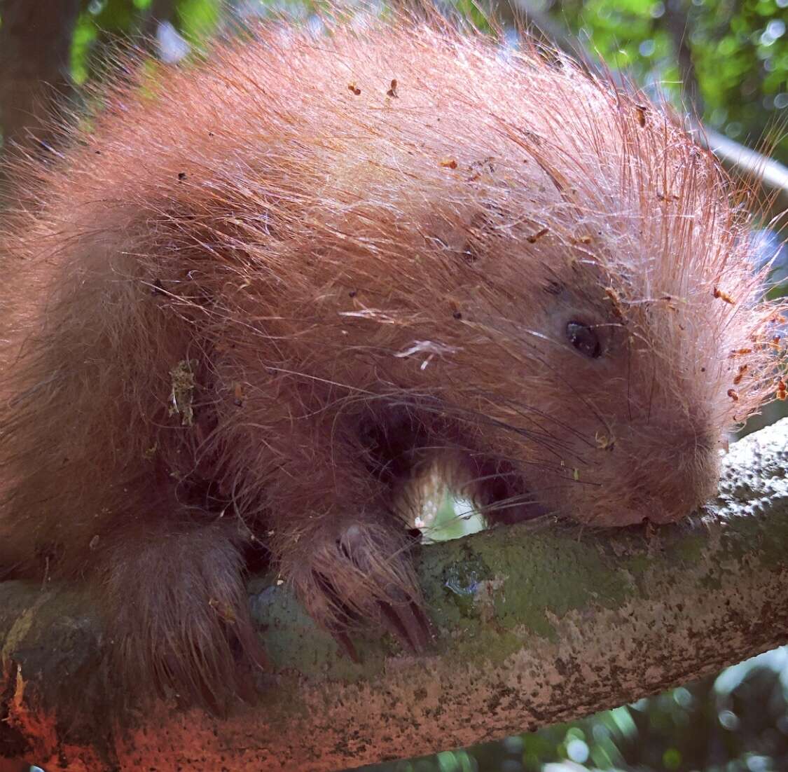 Image of Andean porcupine