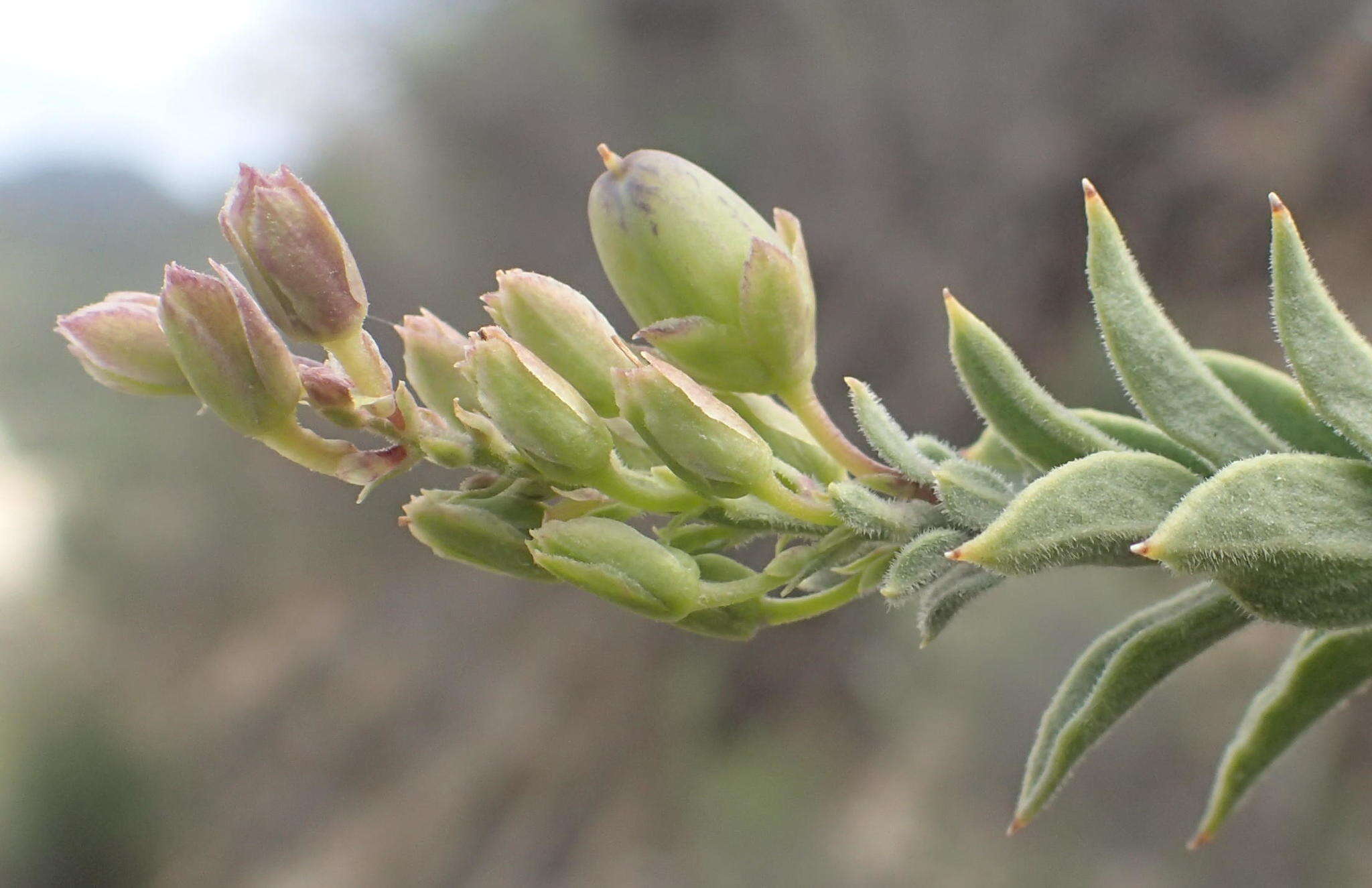 Image of Freylinia vlokii E. J. Van Jaarsveld