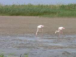 Imagem de Phoenicopterus roseus Pallas 1811