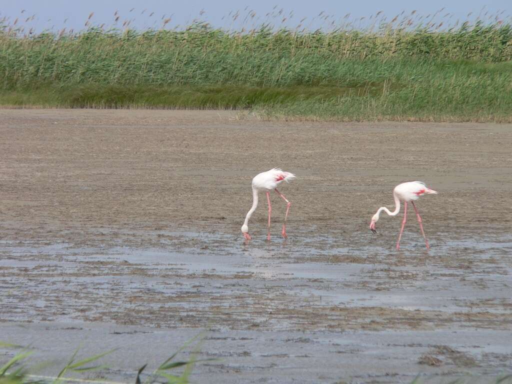 Imagem de Phoenicopterus roseus Pallas 1811