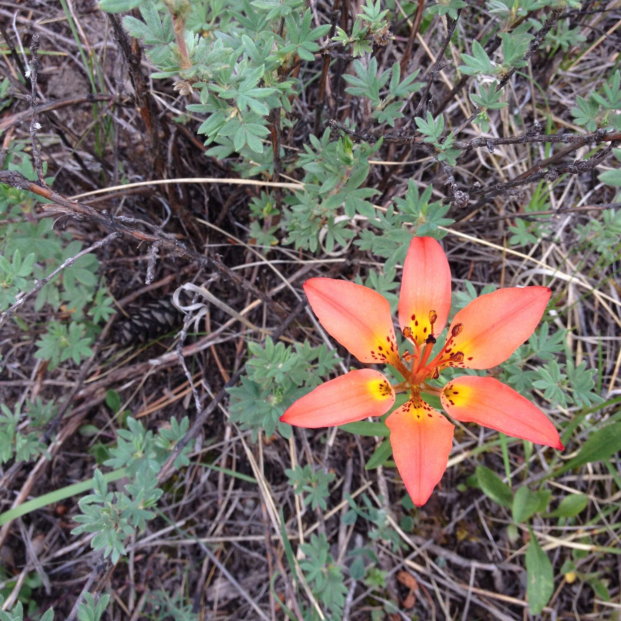 Lilium philadelphicum L. resmi