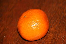 Image of Citrus × clementina