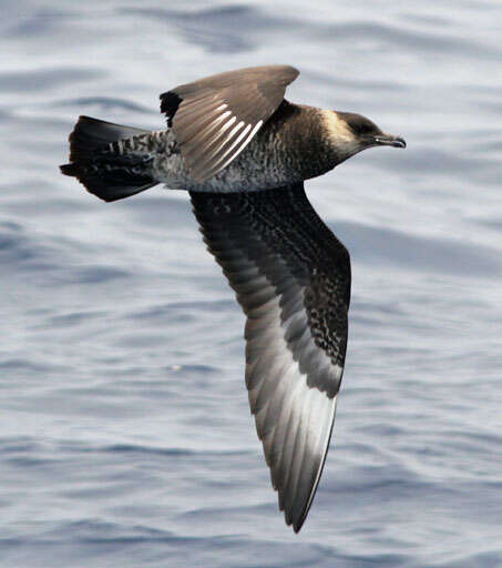 Image of Pomarine Jaeger