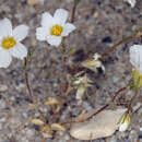 Image de Linanthus inyoensis (I. M. Johnst.) J. M. Porter & L. A. Johnson