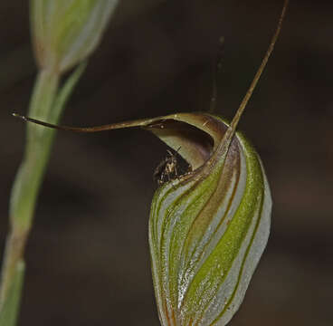 Image of Fisch's greenhood