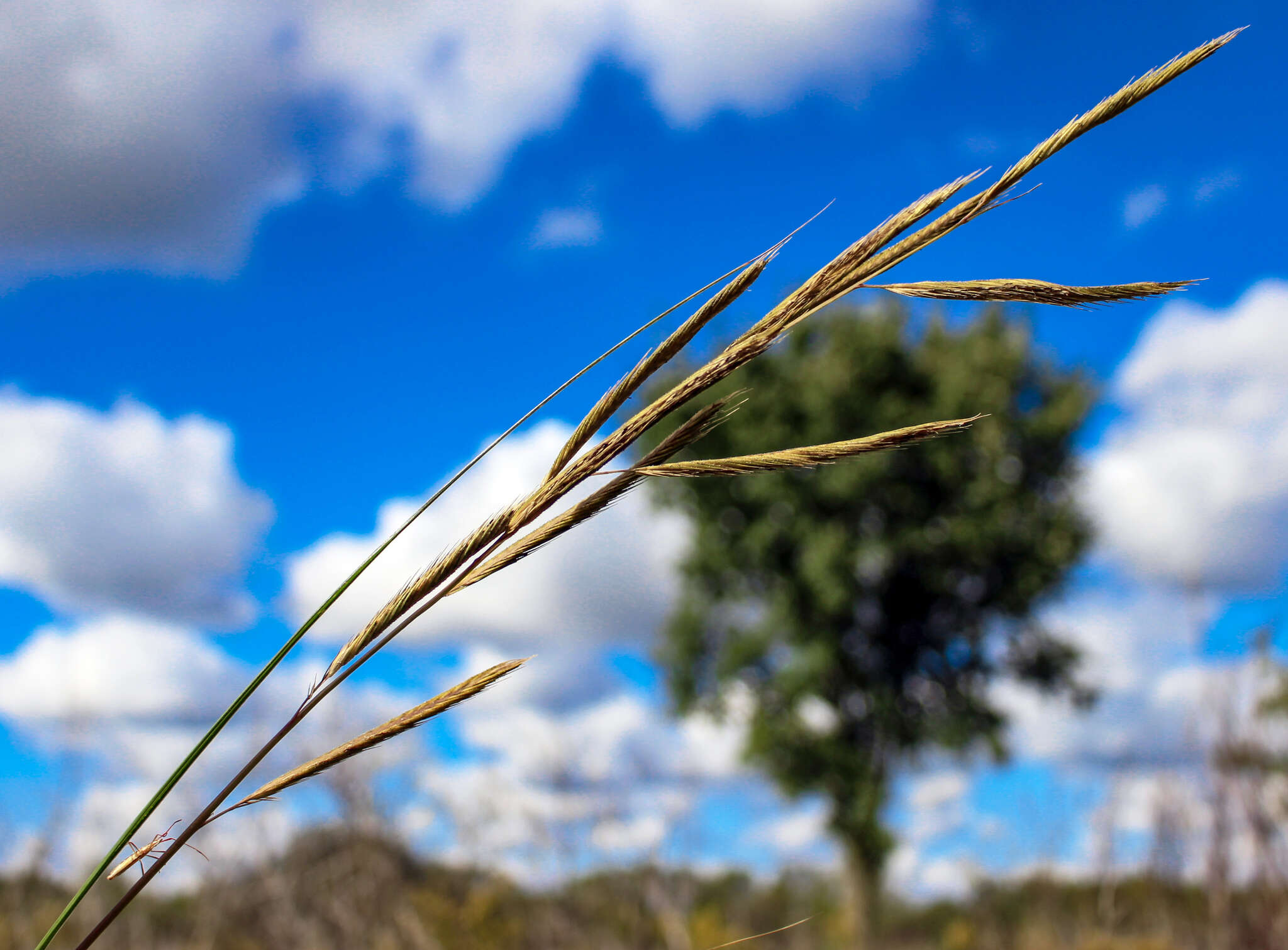 Image of Freshwater Cord Grass