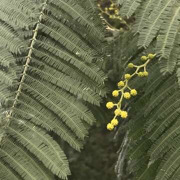 Image of Silver Wattle