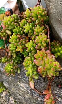 Image of Sedum rubrotinctum R. T. Clausen