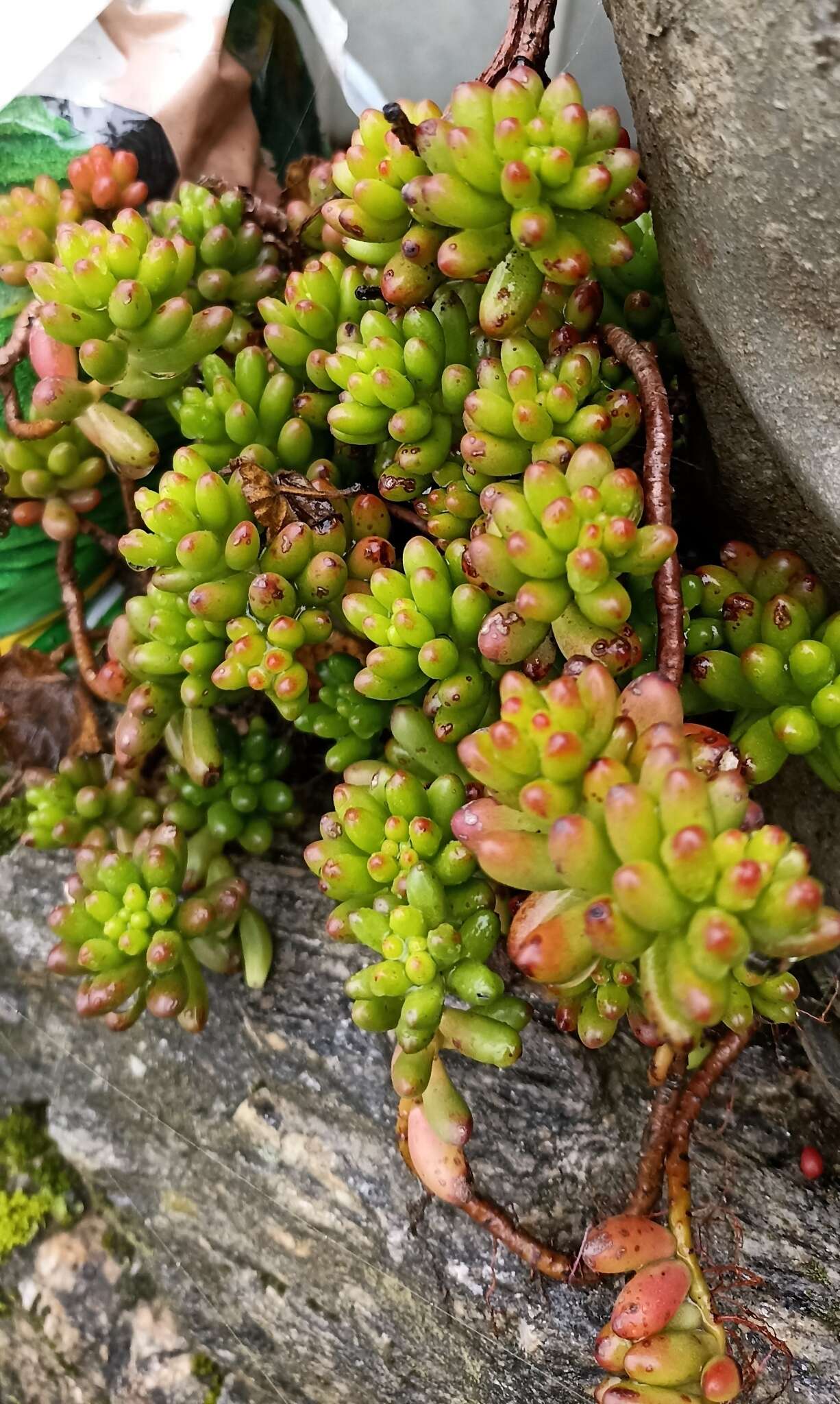 Sedum rubrotinctum R. T. Clausen resmi