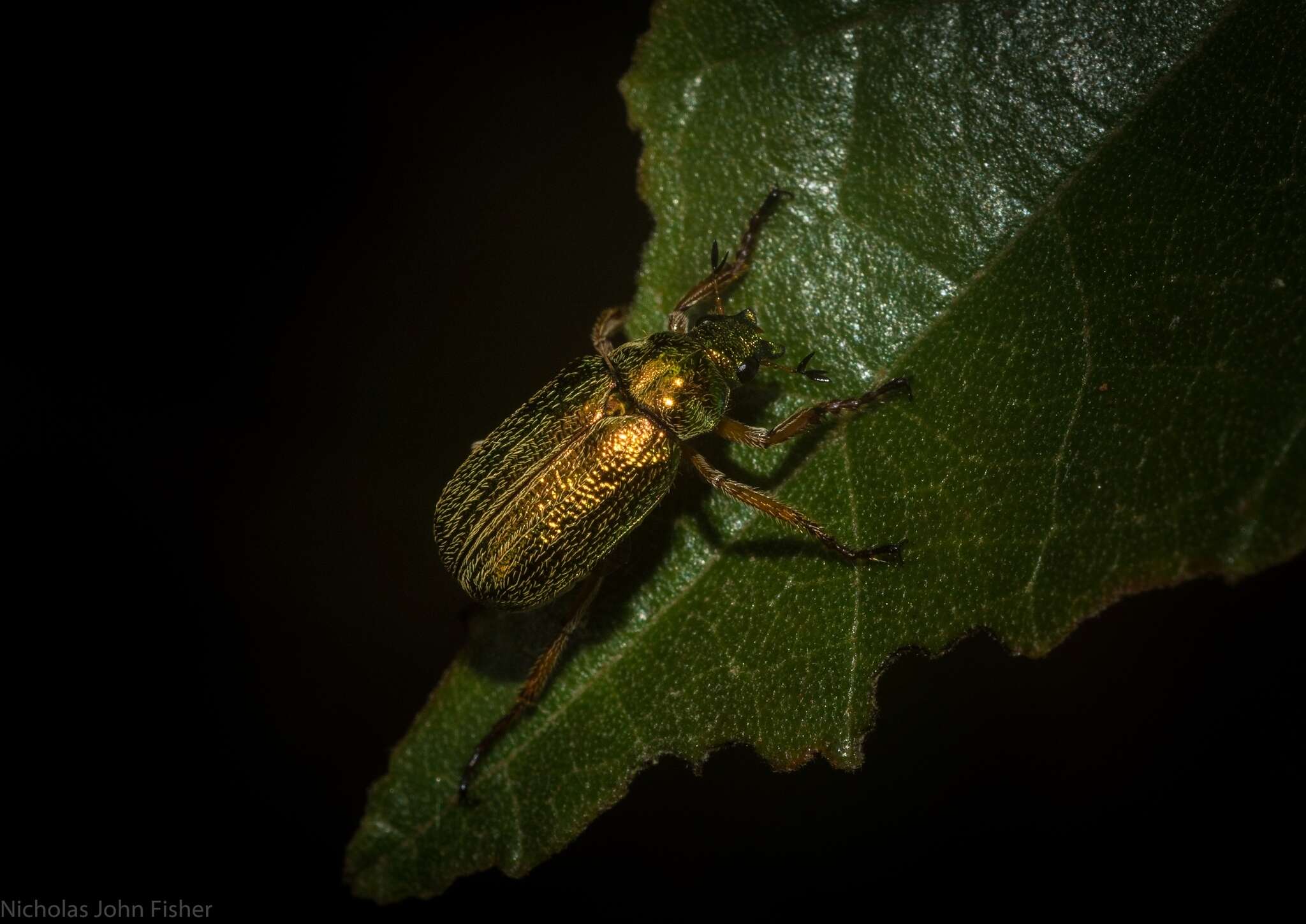 Image of Diphucephala tarsalis Lea 1916