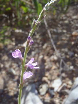 صورة Verbena neomexicana (A. Gray) Briq.