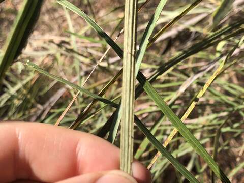 Image of Grevillea parallela Knight