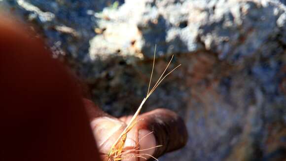 Слика од Sartidia isaloensis Voronts., Razanats. & Besnard