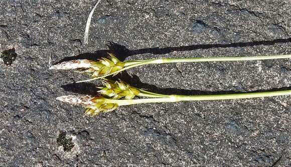 Image of parachute sedge