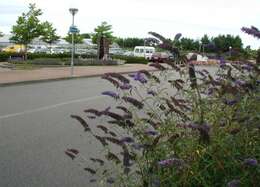 Image of butterfly-bush