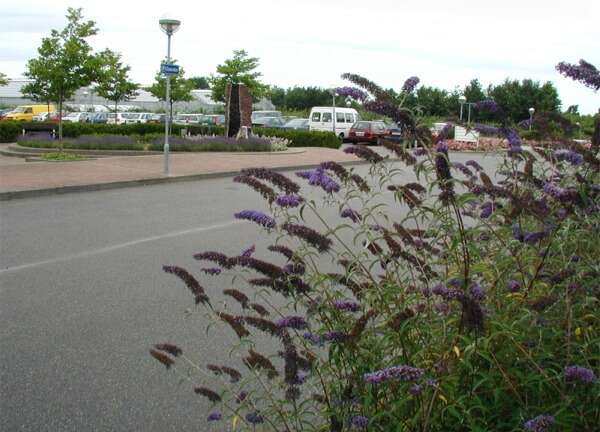 Image of butterfly-bush