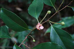 Image de Kadsura japonica (L. fil.) Dun.