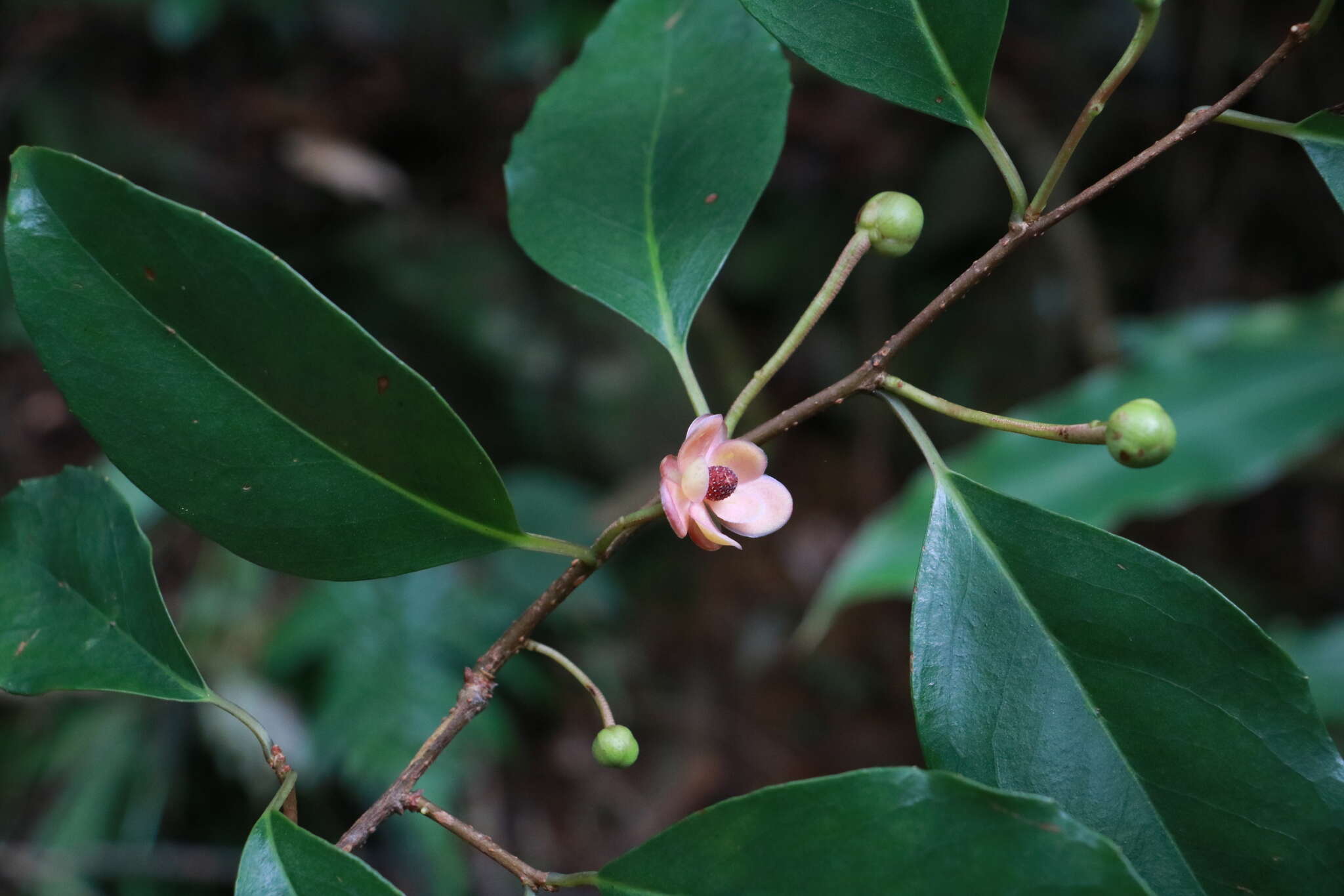 Image de Kadsura japonica (L. fil.) Dun.