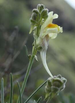 Plancia ëd Linaria debilis Kuprian.