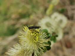 Image of Melangyna quadrimaculata (Verrall 1873)