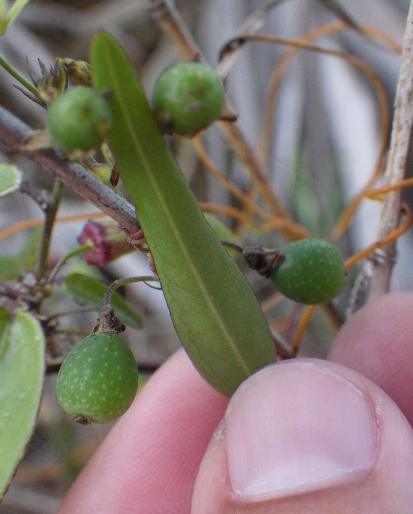 Image of corkystem passionflower