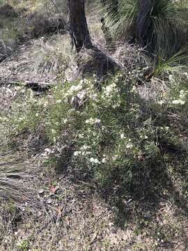 Plancia ëd Hakea stenocarpa R. Br.