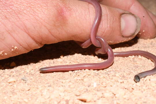 Image of long-beaked Blind Snake