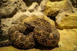 Imagem de Bothrops pictus (Tschudi 1845)