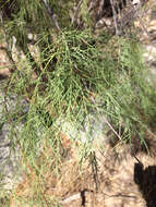 Image of five-stamen tamarisk