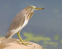 Image of Chinese Pond Heron