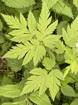 Image of Chaerophyllum hirsutum L.